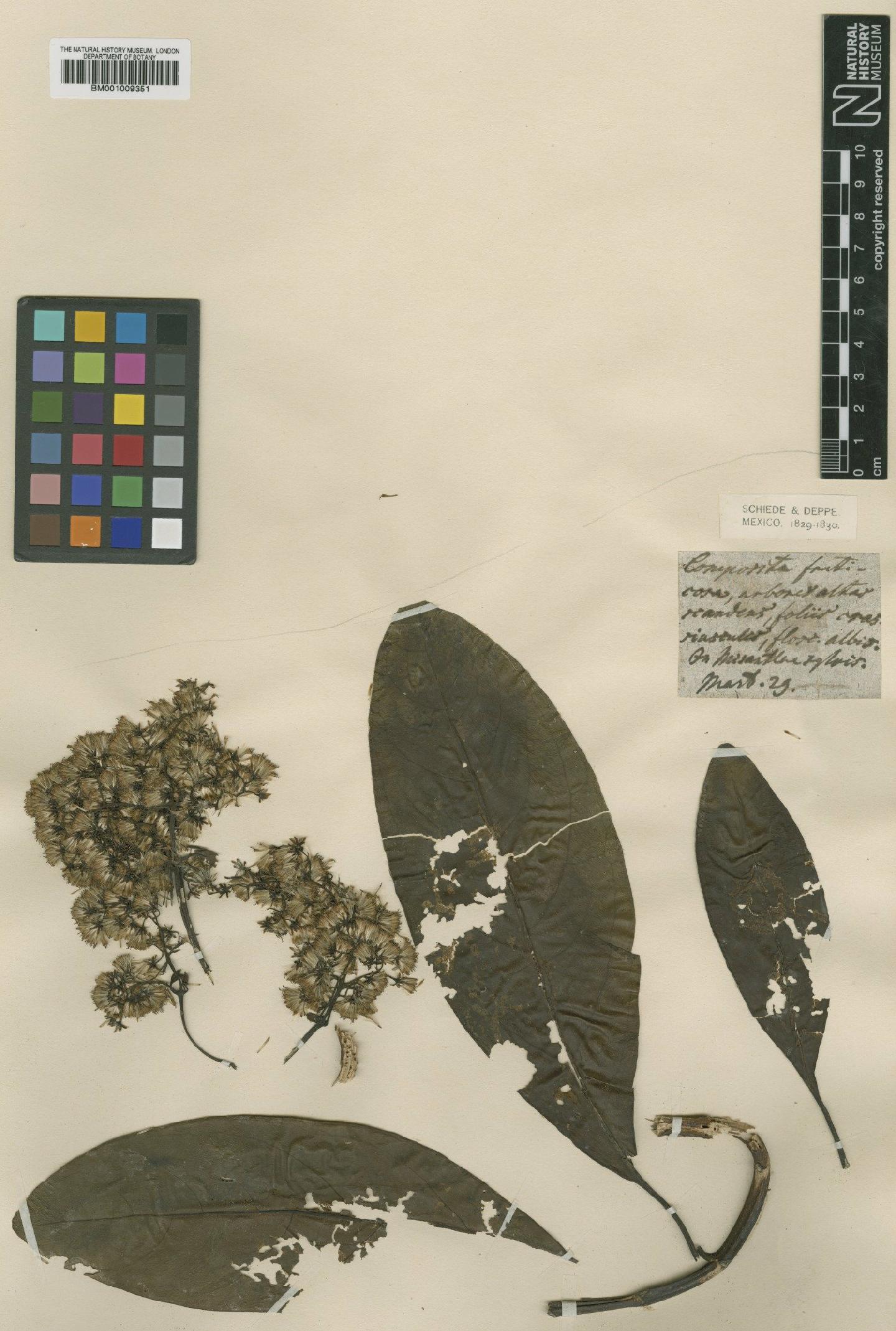 To NHMUK collection (Neomirandea araliifolia (Less) R.M.King & H.Rob.; TYPE; NHMUK:ecatalogue:574042)