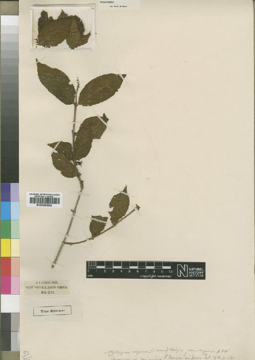 Rytigynia nigerica (Moore) Robyns - BM000903265