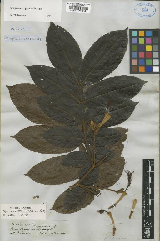 Inga plumifera Spruce ex Benth. - BM000541197