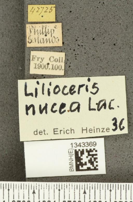 Lilioceris (Lilioceris) nucea (Lacordaire, 1845) - BMNHE_1343369_label_13580