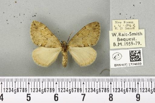 Thera obeliscata ab. herrichi Höfer, 1920 - BMNHE_1774609_338547