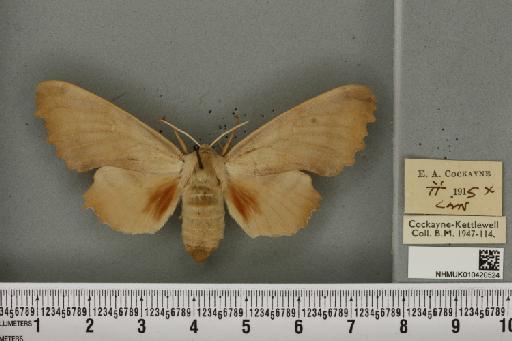 Laothoe populi ab. pallida Newnham, 1900 - NHMUK_010420524_526700