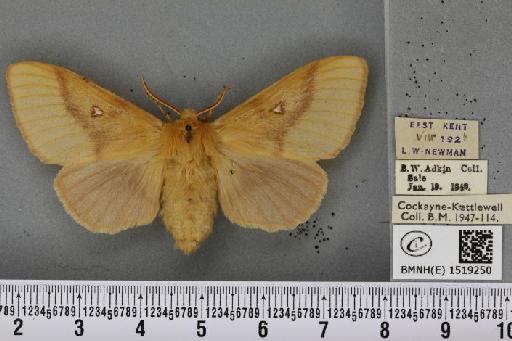 Lasiocampa trifolii flava ab. pallida-flava Tutt, 1902 - BMNHE_1519250_192675