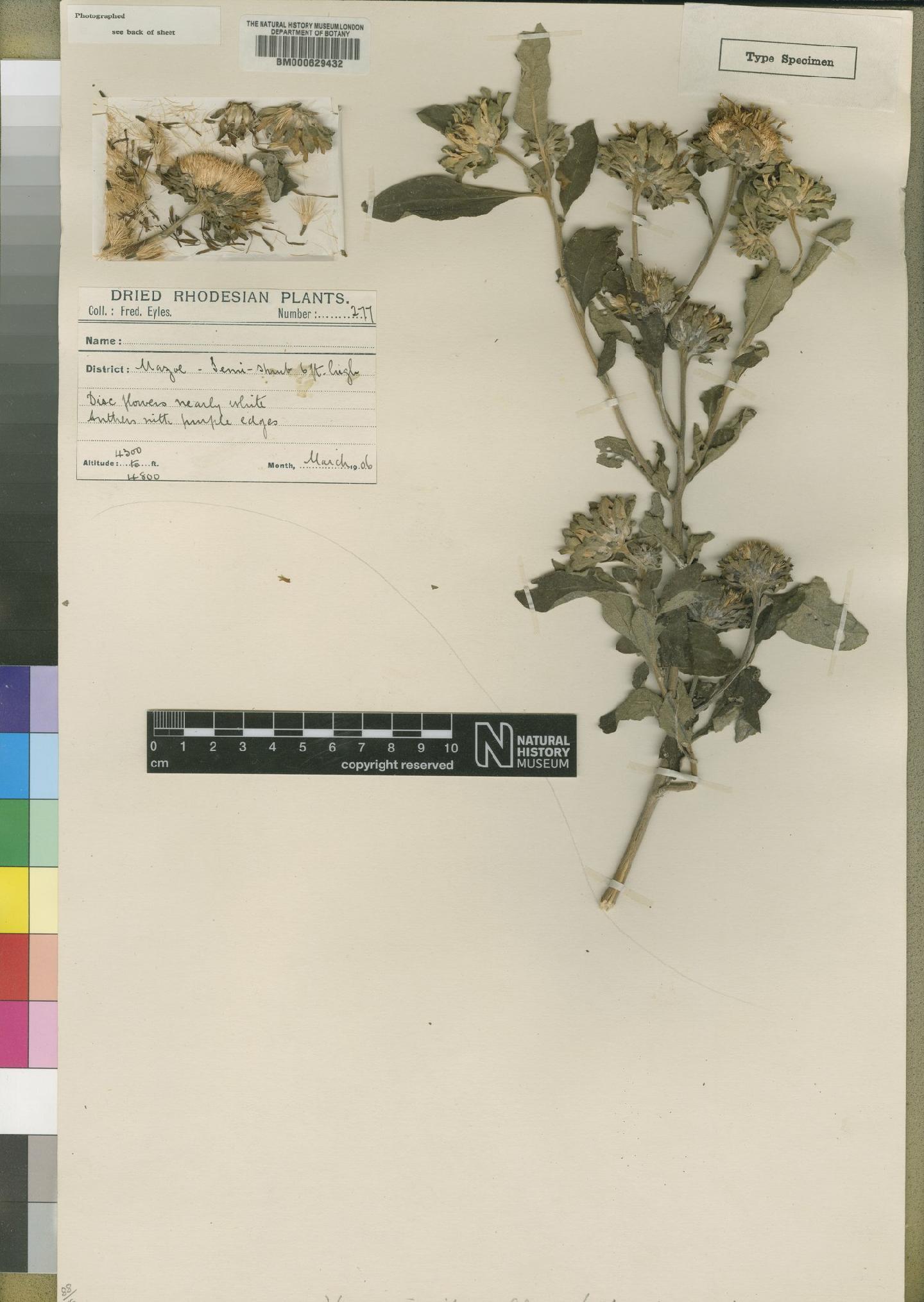 To NHMUK collection (Vernonia integra Moore; Type; NHMUK:ecatalogue:4526385)