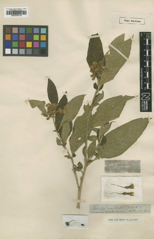 Dunalia umbellata (Ruiz & Pav.) J.F.Macbr. - BM000992145