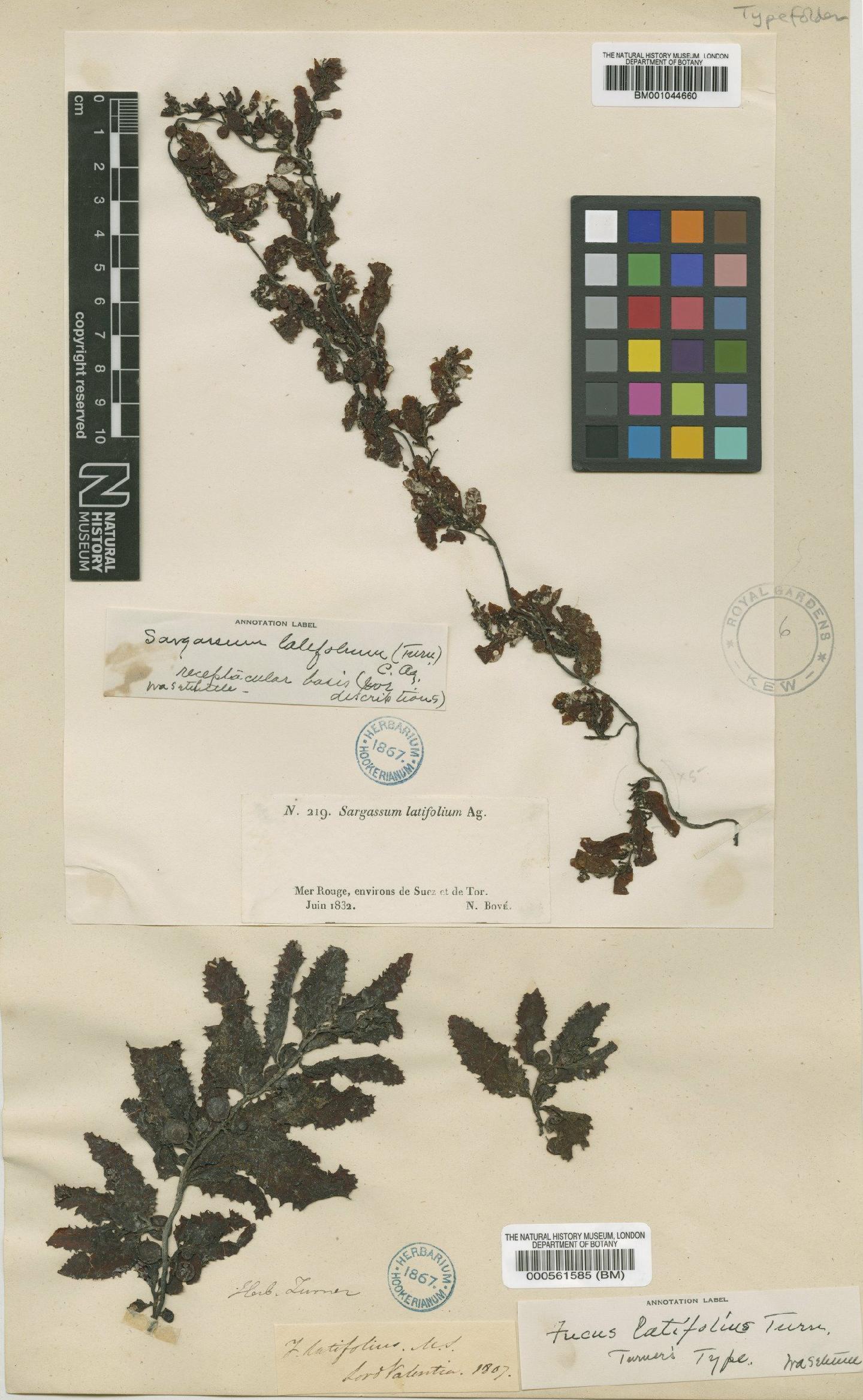 To NHMUK collection (Sargassum latifolium (Turner) Agardh; NHMUK:ecatalogue:634463)