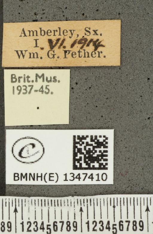 Ochlodes sylvanus (Esper, 1777) - BMNHE_1347410_label_154992