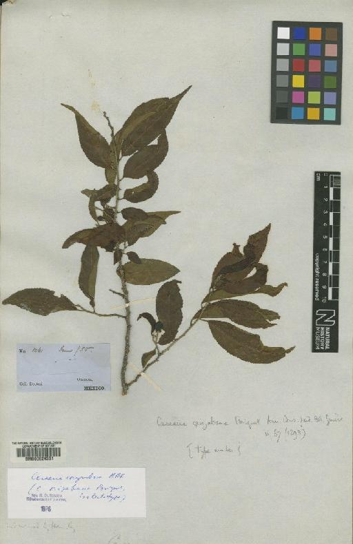 Casearia corymbosa Kunth - BM000624331