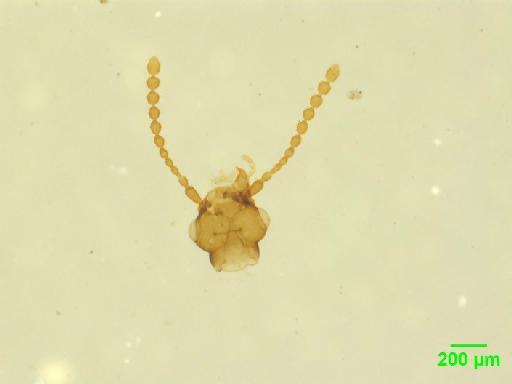 Omaliinae MacLeay, W. S., 1825 - 010189154__