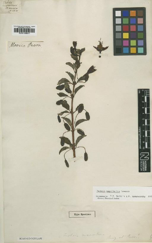 Fuchsia magellanica Lam. - BM001008347