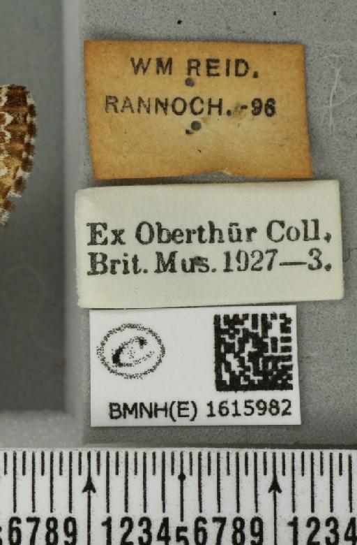 Epirrhoe tristata (Linnaeus, 1758) - BMNHE_1615982_label_324717