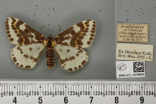 Abraxas grossulariata (Linnaeus, 1758) - BMNHE_1849004_418581