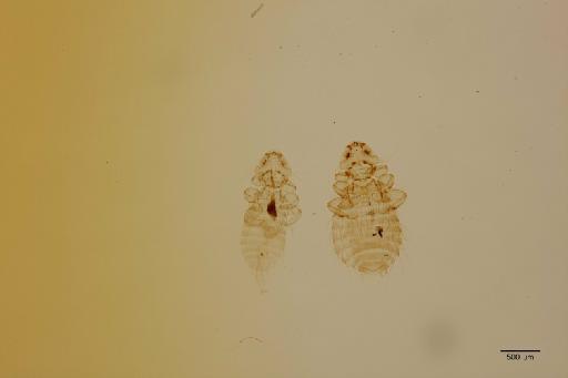 Menacanthus falcatus brevispinus Carriker, 1946 - 010658066_c_specimen