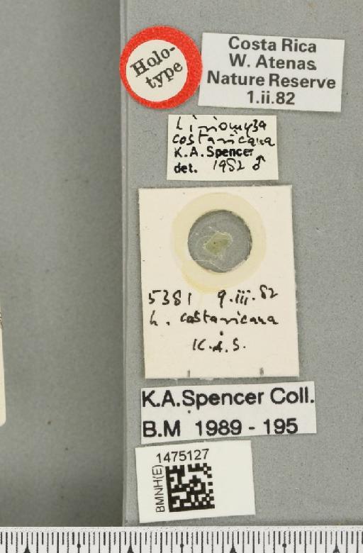 Liriomyza costaricana Spencer, 1983 - BMNHE_1475127_label_49786
