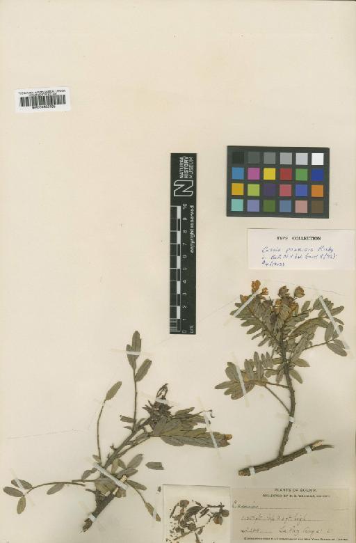 Senna versicolor var. versicolor (Vogel) H.S.Irwin & Barneby - BM000952165