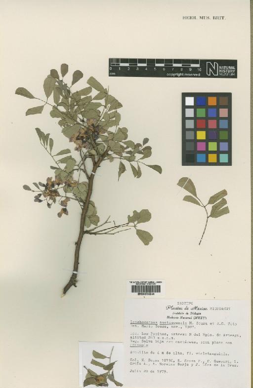 Lonchocarpus huetamoensis M.Sousa & J.C.Soto - BM000795044