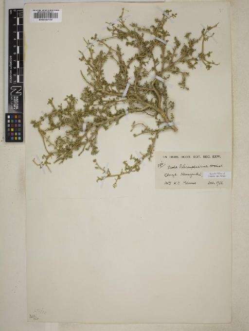 Sida cuneifolia - BM000827357