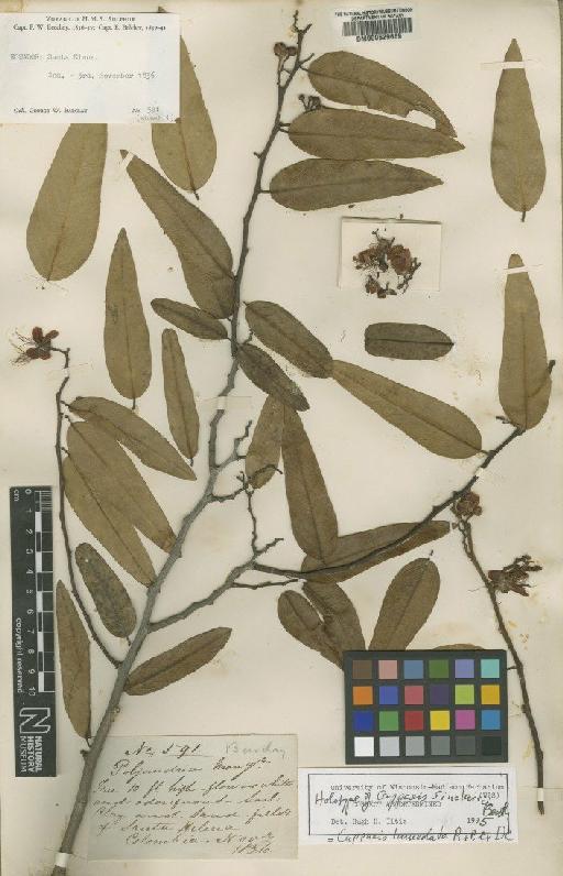 Capparis guayaquilensis Kunth - BM000629669