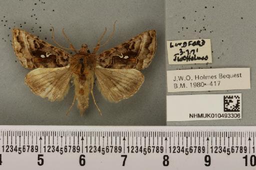 Autographa pulchrina (Haworth, 1809) - NHMUK_010493306_548916