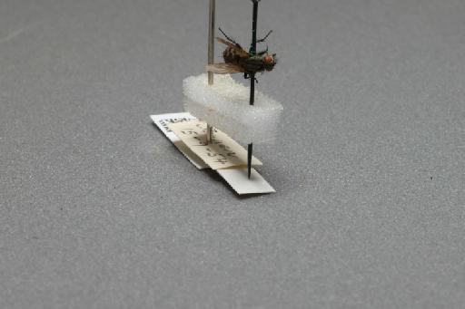 Sarcophaga (Myorhina) nigriventris Meigen, 1826 - 015092507_additional_4