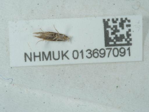 Argyresthia (Blastotere) trifasciata Staudinger, 1871 - 013697091_2