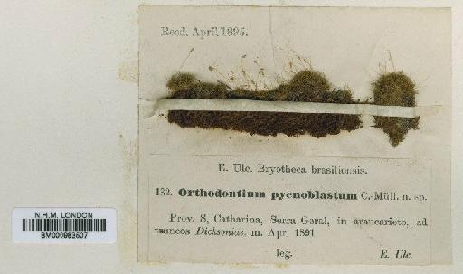 Orthodontium pellucens (Hook.) Bruch, Schimp. & W.Gümbel - BM000983507