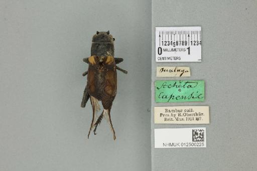 Gryllus (Gryllus) bimaculatus De Geer, 1773 - 012500225_73452_92050