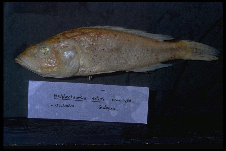 Haplochromis estor