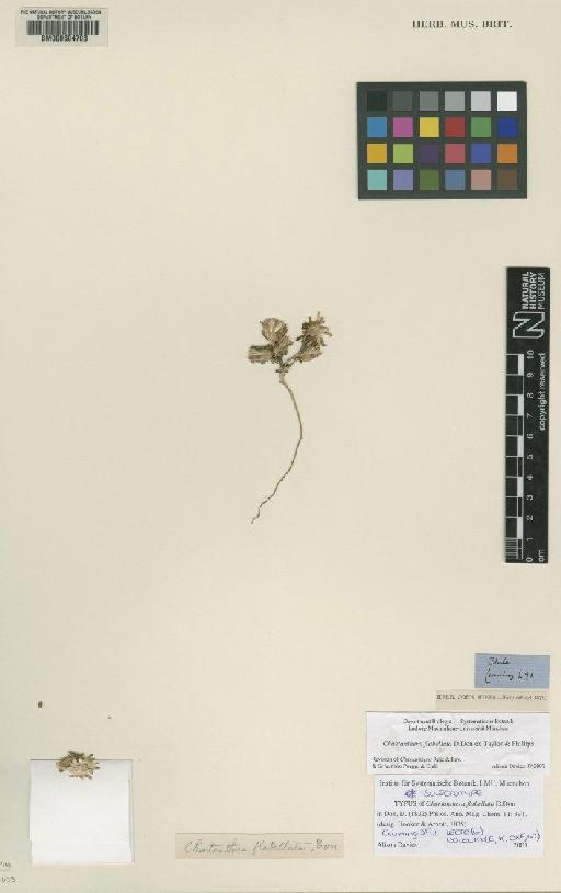 Chaetanthera flabellata D.Don - BM000604708