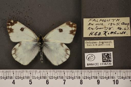 Pontia daplidice ab. nitschei Gornik, 1932 - BMNHE_1116736_68881