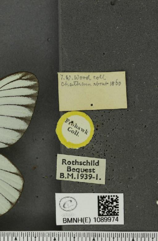 Aporia crataegi (Linnaeus, 1758) - BMNHE_1089974_label_69767