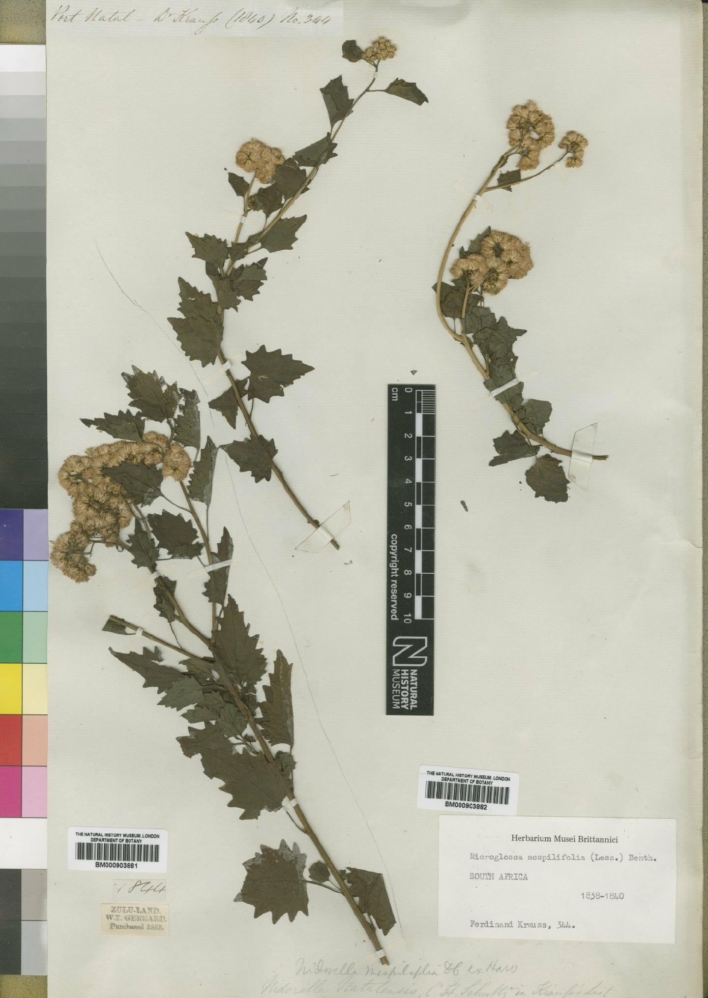 To NHMUK collection (Microglossa mespilifolia (Less) Benth.; Type; NHMUK:ecatalogue:4528929)