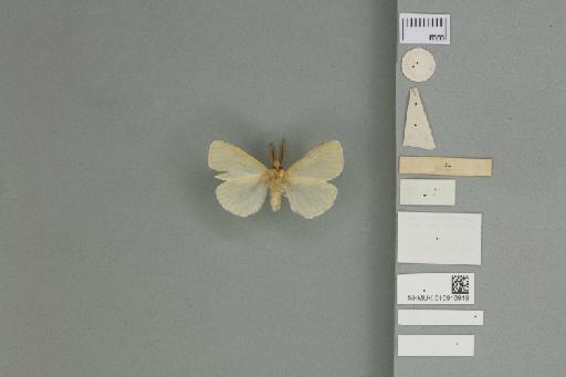 Laelia eremaea Meyrick, 1891 - 010916919_additional