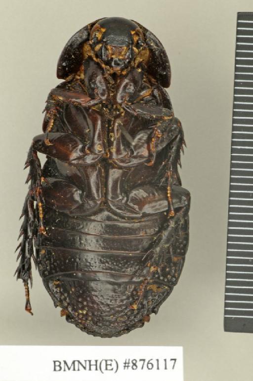 Dicellonotus insularis Kirby, 1903 - Dicellonotus insularis Kirby, 1903, female, paralectotype, ventral. Photographer: Edward Baker. BMNH(E)#876117