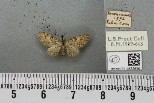 Eupithecia dodoneata Guenée, 1858 - BMNHE_1822656_384133
