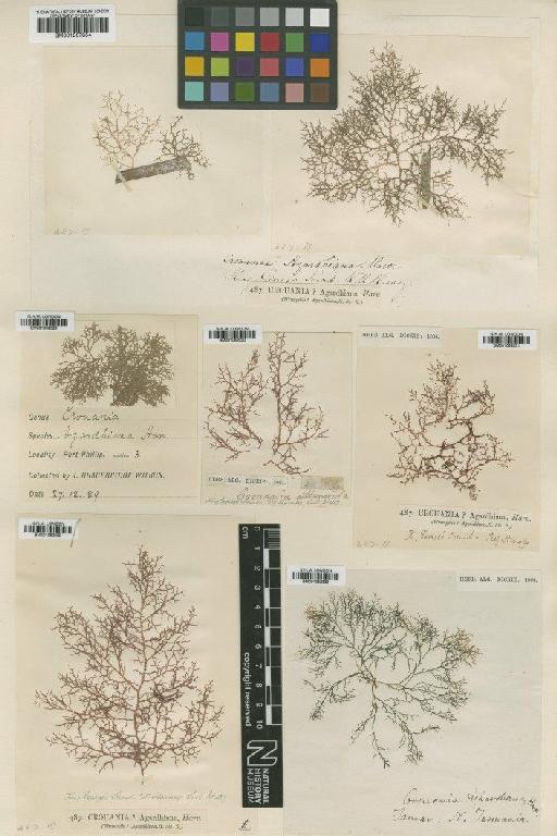 Ptilocladia agardhiana (Harv.) E.M.Woll. - BM001082329