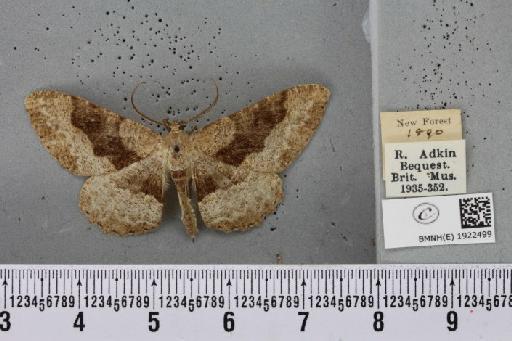 Alcis repandata repandata (Linnaeus, 1758) - BMNHE_1922499_477738