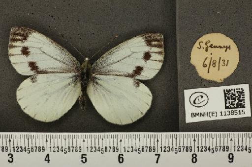 Pieris napi sabellicae Stephens, 1827 - BMNHE_1138515_90585