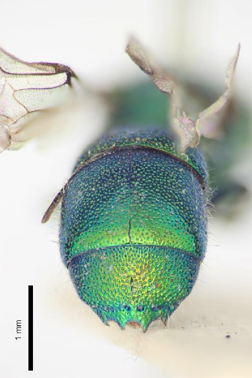 Chrysis lama Mocsary, A., 1914 - Chrysis_lama-BMNH(E)#970892_type-distal-3_2X