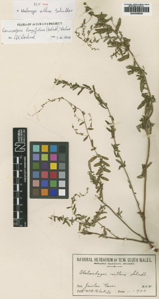 Gonocarpus longifolius (Schindl.) Orchard - BM000895656