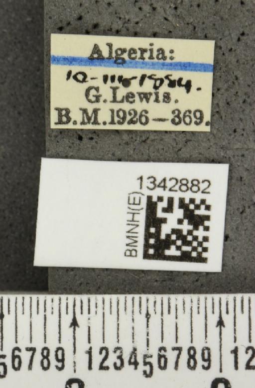 Lilioceris (Lilioceris) lilii stercoraria (Linnaeus, 1767) - BMNHE_1342882_label_13086