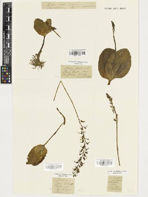 Neottia ovata (L.) Rich. - BM001117301