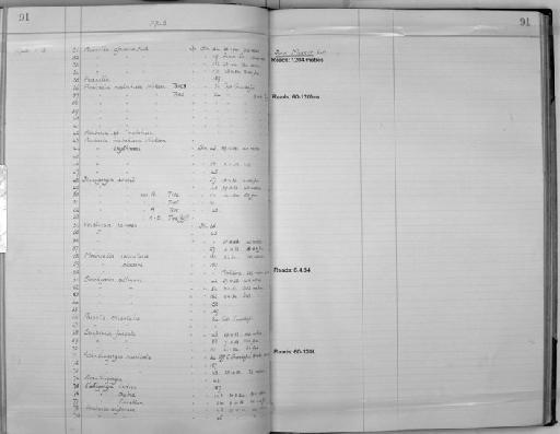 Stenogorgia sewelli var. b Hickson, 1940 - Zoology Accessions Register: Coelenterata: 1934 - 1951: page 91