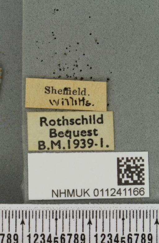 Antitype chi (Linnaeus, 1758) - NHMUK_011241166_label_642259