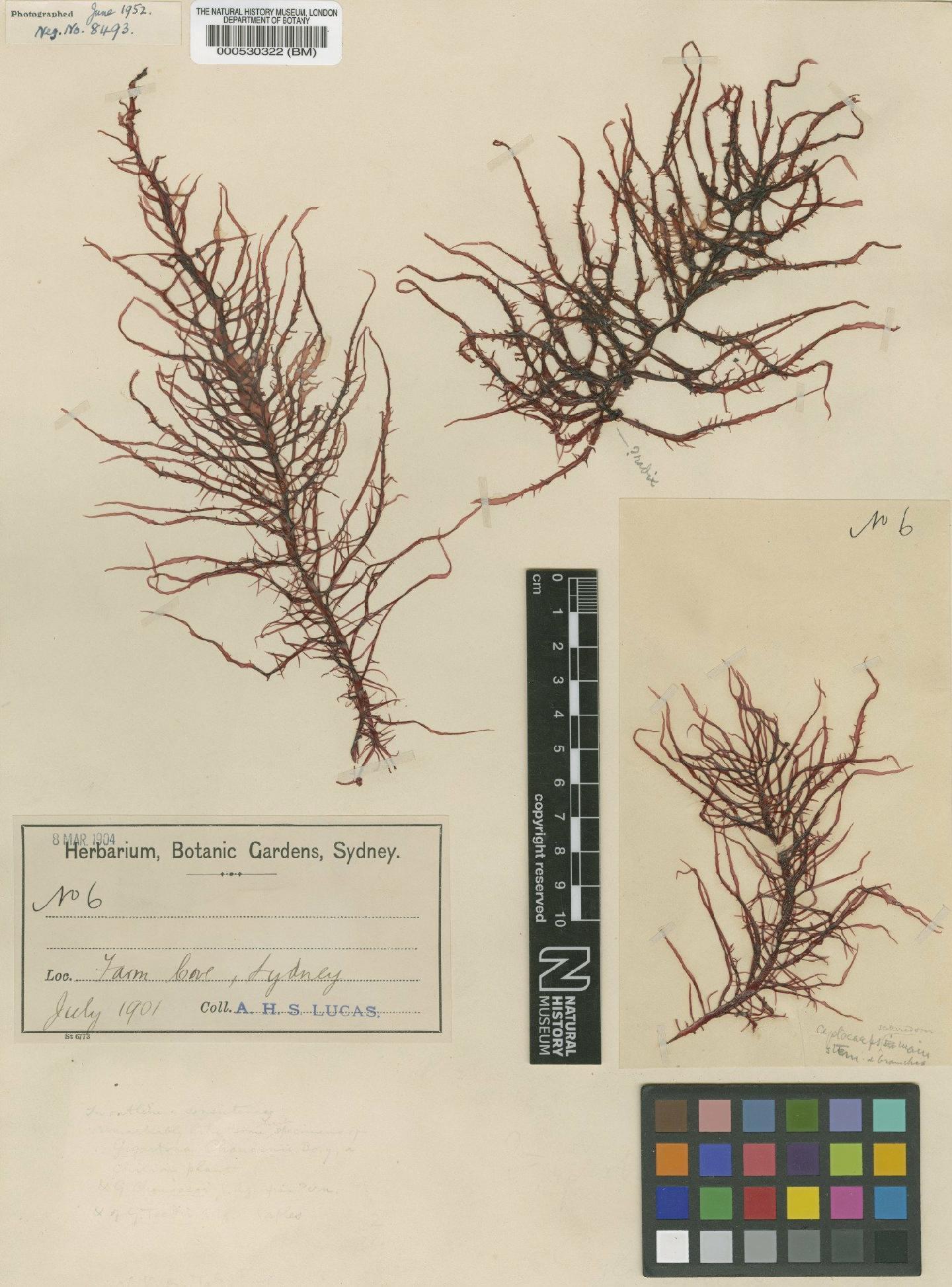 To NHMUK collection (Grateloupia filicina var. luxurians A.Gepp & E.Gepp; Type; NHMUK:ecatalogue:4857610)