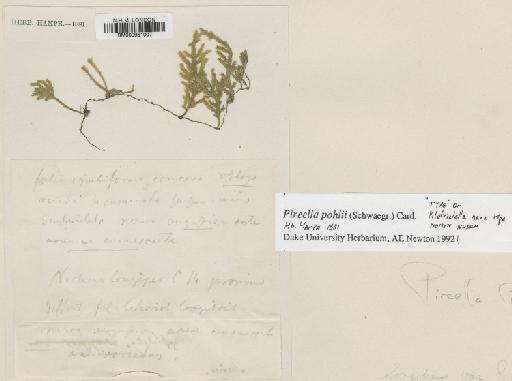Pireella pohlii (Schwägr.) Cardot - BM000961007