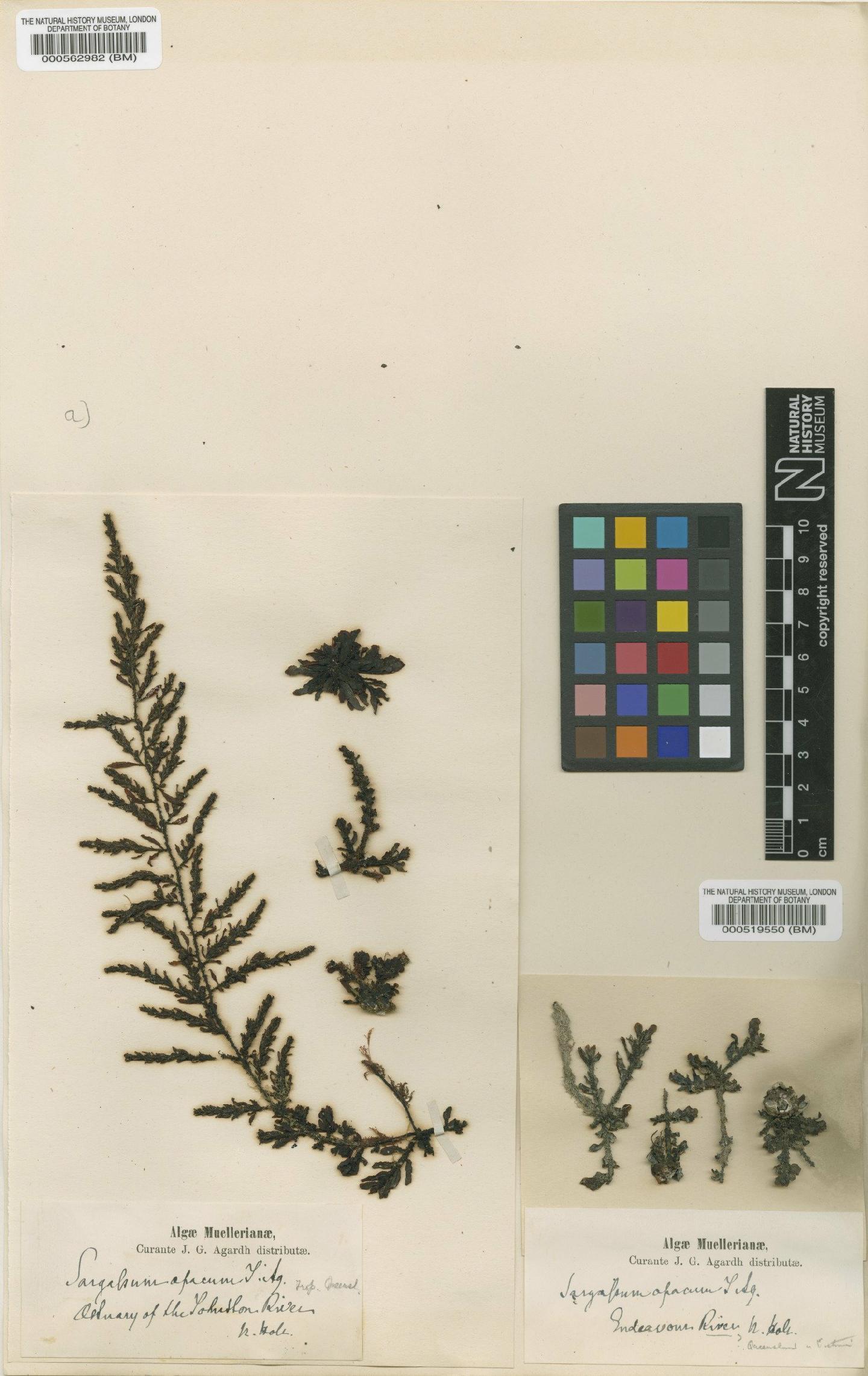 To NHMUK collection (Sargassum myriocystum Agardh; TYPE; NHMUK:ecatalogue:4723734)