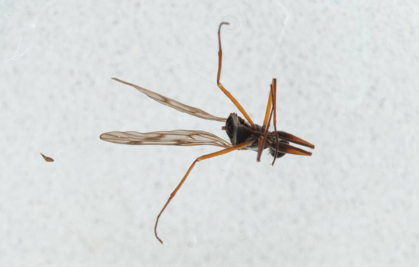 Clinocera fontinalis thumbnail