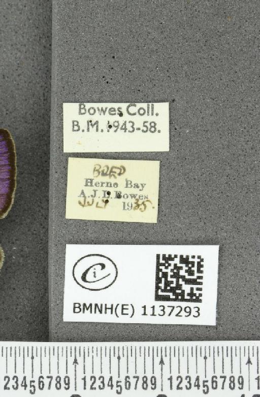 Neozephyrus quercus (Linnaeus, 1758) - BMNHE_1137293_label_94647