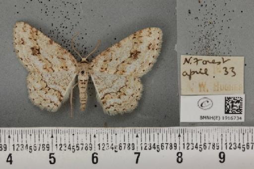 Ectropis crepuscularia (Denis & Schiffermüller, 1775) - BMNHE_1916734_483501